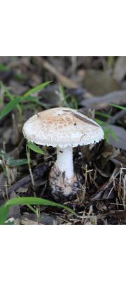 큰주머니광대버섯 (Amanita volvata (Peck) Llyod  > Amanita agglutinata (Berk. &amp; Curt.) Lloyd)