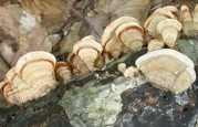 갈색꽃구름버섯 (Stereum ostrea (Bl. & Nees) Fr. > Stereum fasciatum (Schw.) Fr.)