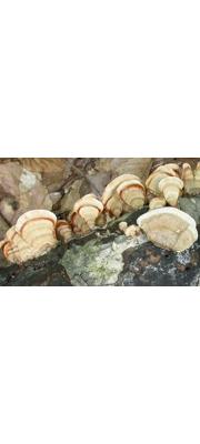 갈색꽃구름버섯 (Stereum ostrea (Bl. &amp; Nees) Fr. > Stereum fasciatum (Schw.) Fr.)