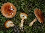 살구노을버섯 (Limacella delicata (Fr.) H.V. Sm. > Limacella glioderma (Fr.) Maire)
