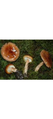 살구노을버섯 (Limacella delicata (Fr.) H.V. Sm. > Limacella glioderma (Fr.) Maire)