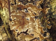 자회색꽃구름버섯(흰꽃구름버섯) (Stereum rugosum Pers.)