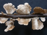 줄무늬꽃구름버섯 (Stereum striatum (Fr.) Fr.)