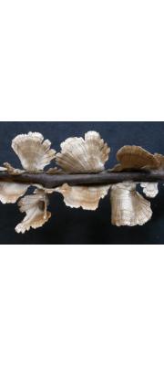 줄무늬꽃구름버섯 (Stereum striatum (Fr.) Fr.)