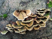갈색털꽃구름버섯 (Stereum subtomentosum Pouzar)