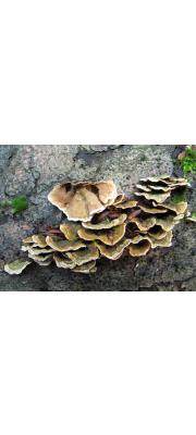갈색털꽃구름버섯 (Stereum subtomentosum Pouzar)
