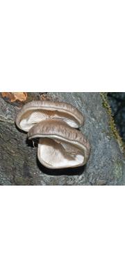 모자느타리(모자느타리버섯) (Pleurotus calyptratus (Lindbl. ex Fr.) Sacc.)