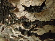 큰거북꽃구름버섯 (Xylobolus annosus (Berk. & Br.) Boidin  > Streum annosum Berk. & Br.)