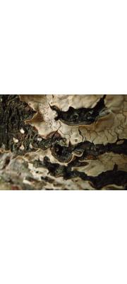 큰거북꽃구름버섯 (Xylobolus annosus (Berk. &amp; Br.) Boidin  > Streum annosum Berk. &amp; Br.)