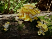 노랑느타리 (Pleurotus citrinopileatus Sing.)