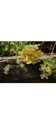 노랑느타리 (Pleurotus citrinopileatus Sing.)