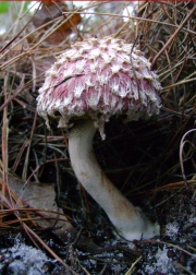 밤그물버섯(비늘밤그물버섯) (Boletellus ananas (M.A. Curt.) Murr.)