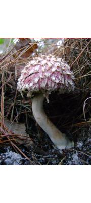 밤그물버섯(비늘밤그물버섯) (Boletellus ananas (M.A. Curt.) Murr.)