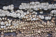 거북꽃구름버섯 (Xylobolus frustulatus (Pers.) Boidin  > Stereum frustulosum Fr.)