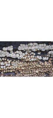 거북꽃구름버섯 (Xylobolus frustulatus (Pers.) Boidin  > Stereum frustulosum Fr.)