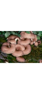 흰느타리 (Pleurotus cornucopiae (Paul.) Rolland. > Pleurotus sapidus Sacc.(맛느타리))