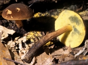비로드밤그물버섯(노각밤그물버섯) (Boletellus chrysenteroides (Snell) Snell)