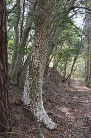 털거북꽃구름버섯(털깍지꽃구름버섯) (Xylobolus hiugensis (Imaz.) Imaz. & Hongo  > Stereum hiugense)