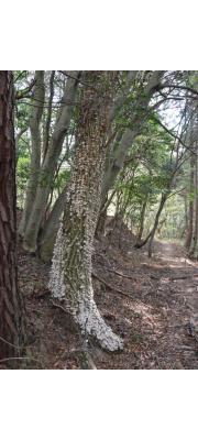 털거북꽃구름버섯(털깍지꽃구름버섯) (Xylobolus hiugensis (Imaz.) Imaz. &amp; Hongo  > Stereum hiugense)