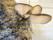전복느타리 (Pleurotus cystidiosus O.K. Miller)