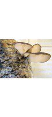 전복느타리 (Pleurotus cystidiosus O.K. Miller)