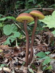 긴대밤그물버섯 (Boletellus elatus Nagas.)