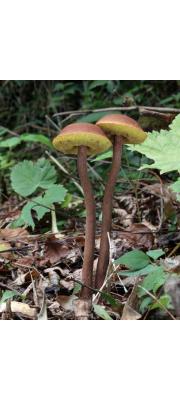 긴대밤그물버섯 (Boletellus elatus Nagas.)