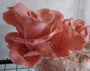 분홍느타리 (Pleurotus djamor (Rumph.) Boedijn  > Pleurotus salmoneostramineus Vass.)