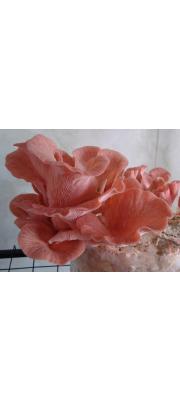분홍느타리 (Pleurotus djamor (Rumph.) Boedijn  > Pleurotus salmoneostramineus Vass.)