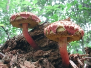 가죽밤그물버섯 (Boletellus emodensis (Berk.) Sing.)