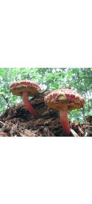 가죽밤그물버섯 (Boletellus emodensis (Berk.) Sing.)