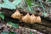 너털거북꽃구름버섯(단풍꾳구름버섯) (Xylobolus spectabilis (Klotz.) Boidin  > Stereum spectabile)