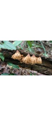 너털거북꽃구름버섯(단풍꾳구름버섯) (Xylobolus spectabilis (Klotz.) Boidin  > Stereum spectabile)