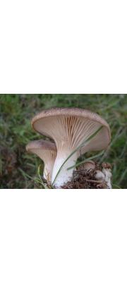 새송이느타리(큰느타리, 아위느타리, 아위버섯, 상품명:새송이) (Pleurotus eryngii (DC.) Quél.  > Pleurotus eryngii var. ferulae (Lanzi) Sacc.  > Pleurotus ferulae (Lanzi) X.L. Mao)