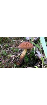 수세미밤그물버섯 (Boletellus fallax (Sing.) Sing.)