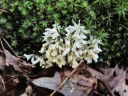 곤약버섯(납작곤약버섯) (Sebacina incrustans (Pers.) Tul. & C. Tul.)