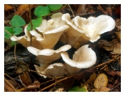 사철느타리 (Pleurotus floridanus Sing.  > Pleurotus florida Eager)