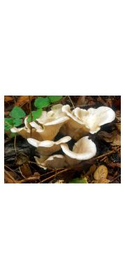 사철느타리 (Pleurotus floridanus Sing.  > Pleurotus florida Eager)