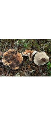 복숭아침주름버섯 (Bankera fuligeneoalba (Schim.) Coker &amp; Beers)