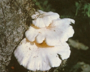 투명느타리 (Pleurotus limpidus (Fr.) Sacc.)
