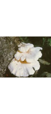 투명느타리 (Pleurotus limpidus (Fr.) Sacc.)