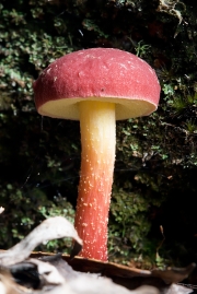 좀노란밤그물버섯 (Boletellus obscurecoccineus (Höhn.) Sing.)