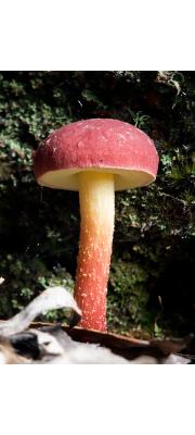 좀노란밤그물버섯 (Boletellus obscurecoccineus (Höhn.) Sing.)