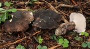 굴뚝버섯(흰굴뚝버섯) (Boletopsis leucomelaena (Pers.) Fayod)