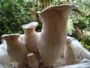 백령느타리 (Pleurotus nebrodensis (Inzenga) Quél.)