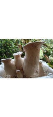 백령느타리 (Pleurotus nebrodensis (Inzenga) Quél.)