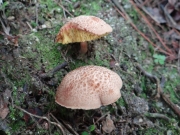 석류밤그물버섯 (Boletellus shichianus (Teng & Ling) Teng.)