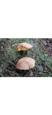 석류밤그물버섯 (Boletellus shichianus (Teng &amp; Ling) Teng.)