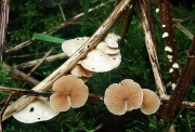 주황귀버섯 (Crepidotus luteolus Sacc.)