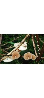 주황귀버섯 (Crepidotus luteolus Sacc.)